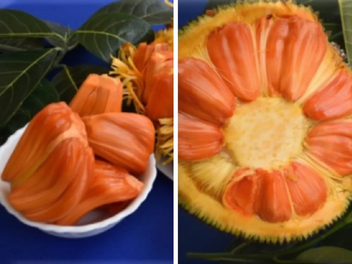 Siddu Jackfruit Plant